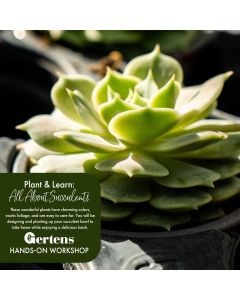 All About Succulents | Saturday February 28th at 12pm