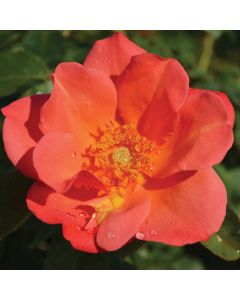 Rosa, Shrub Rose, 'Easy Elegance® All the Rage'