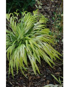 Hakonechloa, Japanese Forest Grass 'All Gold'
