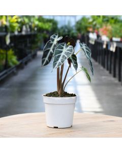 Alocasia Amazonica, Elephant Ear 'Bambino'