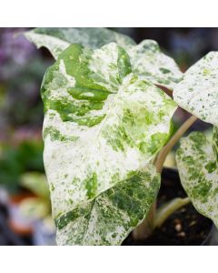 Alocasia, Elephant Ear 'Blizzard'