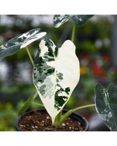Alocasia Micholitziana 'Frydek' Variegated