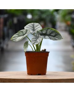Alocasia Baginda, Elephant Ear 'Silver Dragon'