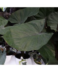 Alocasia, Elephant Ear 'Metal Head'