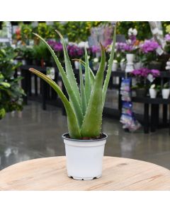 4" Pot