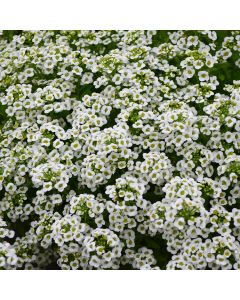 Alyssum, 'White Alyssum'
