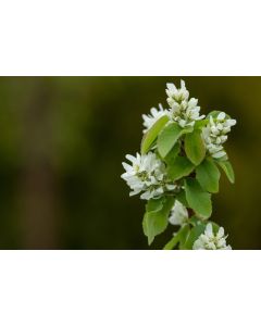 Amelanchier, Serviceberry Shrub 'First Editions® Standing Ovation™'