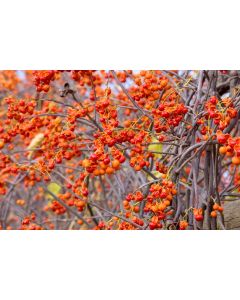 Celastrus, Bittersweet 'First Editions® Autumn Revolution™'
