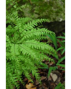 Adiantum, American Maidenhair Fern