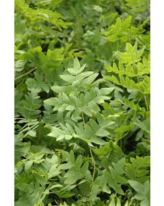 Osmunda, American Royal Fern