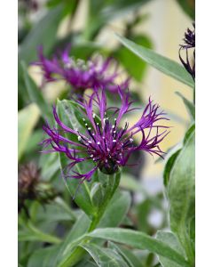 Centaurea, Bachelor Button 'Amethyst Dream'