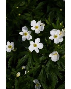 Anemone, Canada Anemone 'Minnesota Native'