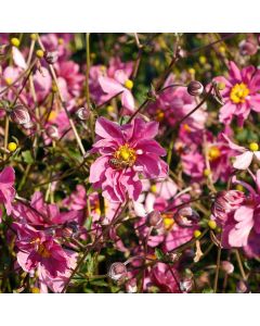 Anemone, Harlequin™ 'Cameo'