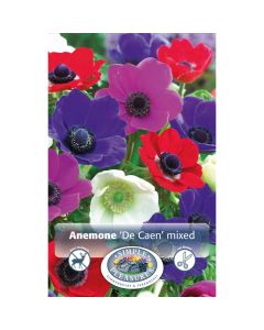 Anemone 'Monarch De Caen'