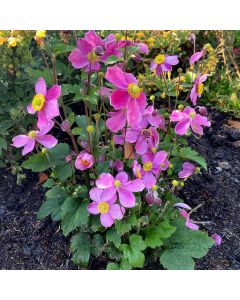 Anemone, Satin Doll™ 'Rosé'