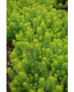 Sedum, 'Angelina'