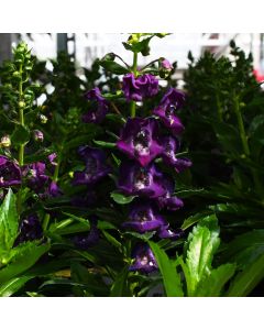 Angelonia, Alonia™ Big 'Grape'