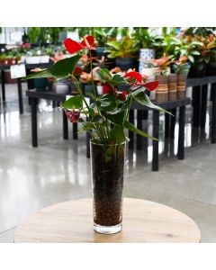Anthurium Andraeanum, Flamingo Lily in Glass