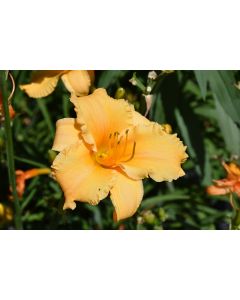 Hemerocallis, Orange Daylily 'Apricot Sparkles'