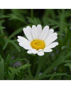 Argyranthemum, Paris Daisy Mars™ 'White'