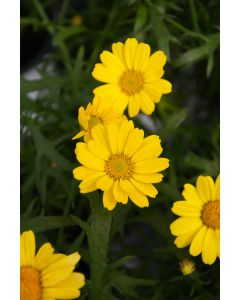 Argyranthemum, Paris Daisy 'Yellow'