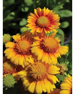 Gaillardia, Blanket Flower 'Arizona Apricot'