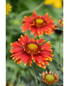 Gaillardia, Blanket Flower 'Arizona Red Shades'