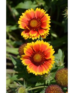 Gaillardia, Blanket Flower 'Arizona Sun'