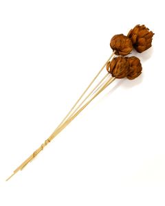 Artichoke Stakes 'Mahogany'