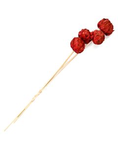 Artichoke Stakes 'Merlot'