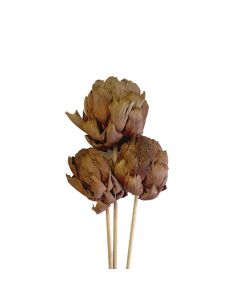 Artichoke Stakes 'Mahogany'