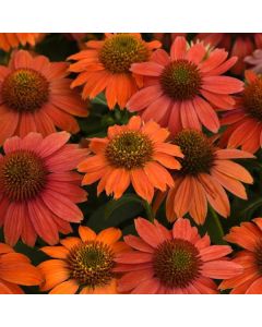 Echinacea, Coneflower 'Artisan™ Red Ombre'