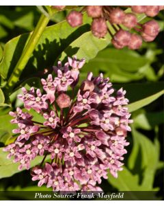 Asclepias, Prairie Milkweed 'Minnesota Native'