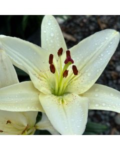 Lilium, Asiatic Lily 'Sparkling White'