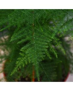 Asparagus Plumosus 'Plumosa'