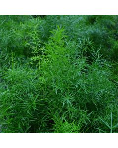 Asparagus Densiflorus 'Sprengeri'