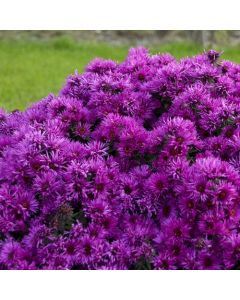 Aster, New England 'Pink Crush' 