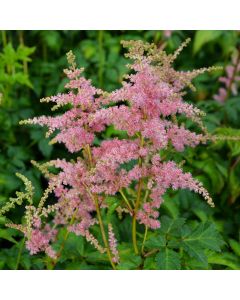 Astilbe, Arendsii Group 'Bressingham Beauty'