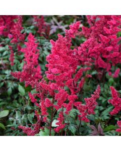 Astilbe, Arendsii Group 'Burgundy Red'