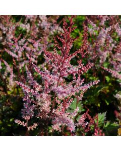 Astilbe, Chinese Astilbe 'Delft Lace'