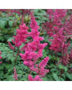 Astilbe, Arendsii Group 'Fanal'