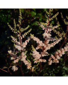 Astilbe, Dwarf Astilbe 'Pink Lightning'