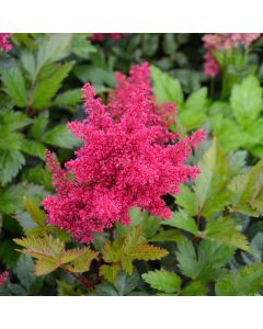Astilbe, Arendsii Group 'Red Sentinel'