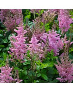 Astilbe, Chinese Astilbe 'Vision in Pink'