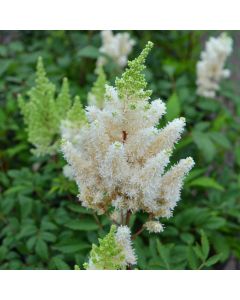 Astilbe, Arendsii Group 'White Gloria'