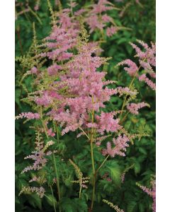 Astilbe, Arendsii Group 'Bressingham Beauty'
