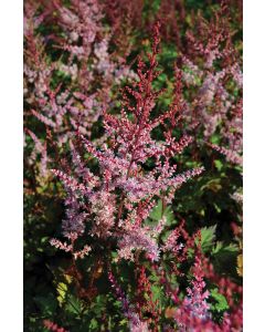 Astilbe, Chinese Astilbe 'Delft Lace'