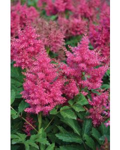 Astilbe, Japanese Astilbe 'Elizabeth van Veen'
