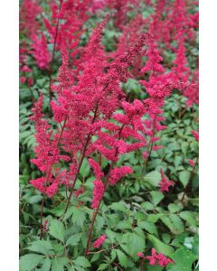 Astilbe, Arendsii Group 'Fanal'
