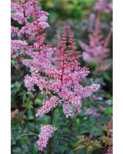 Astilbe, Dwarf Astilbe 'Key West'